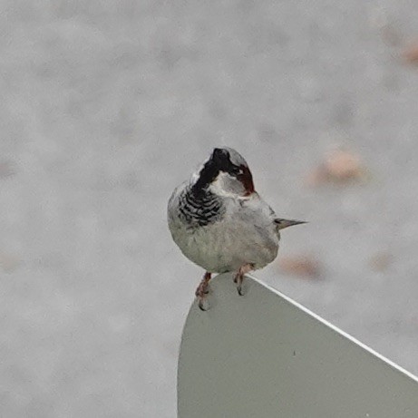 House Sparrow - John Beckworth