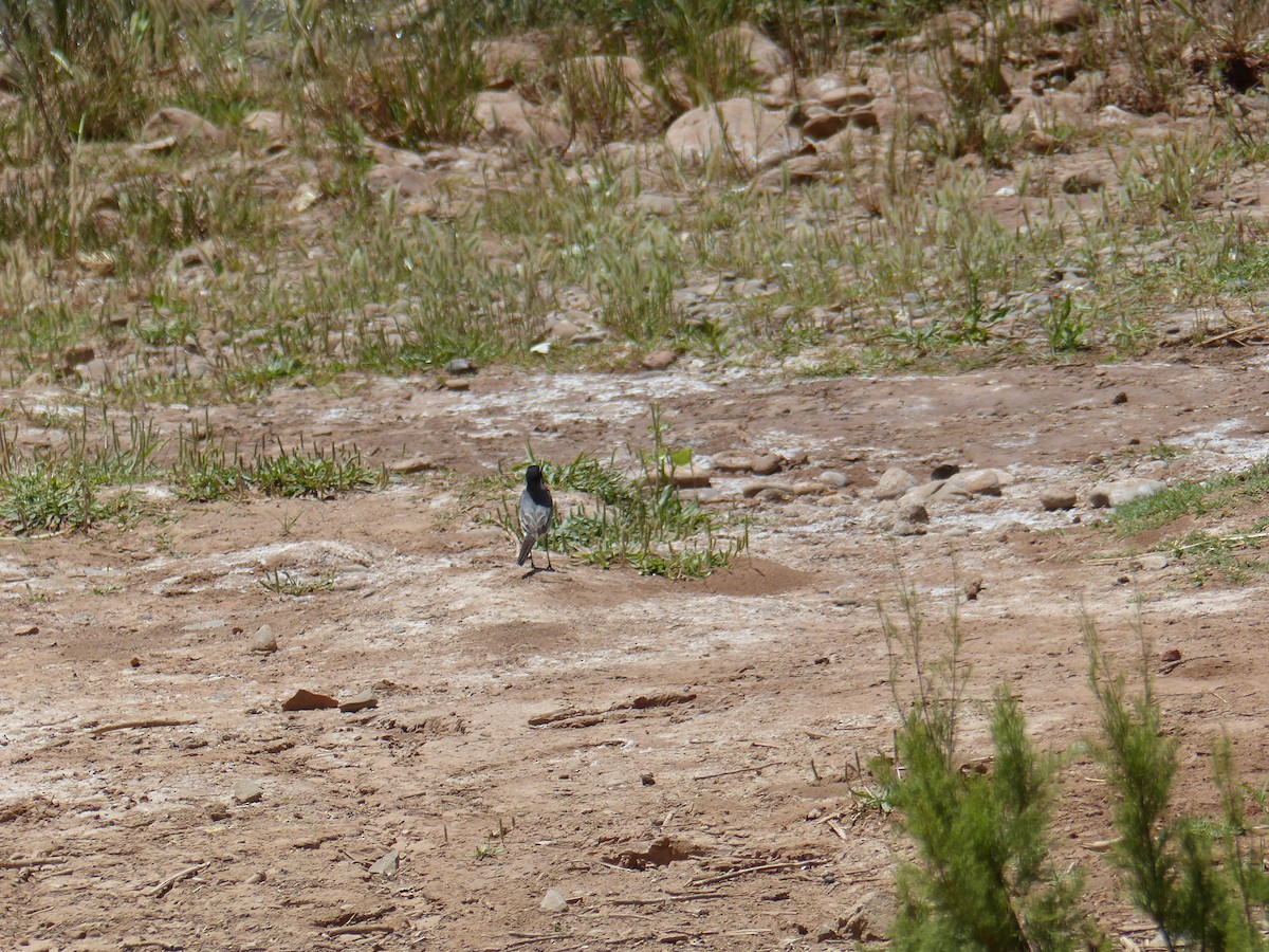 White Wagtail (Moroccan) - ML619434471