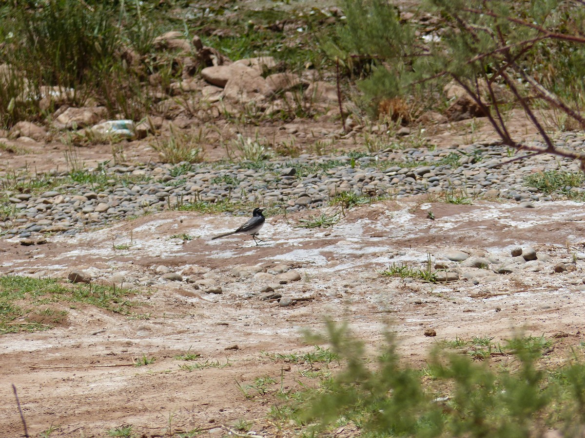White Wagtail (Moroccan) - ML619434472
