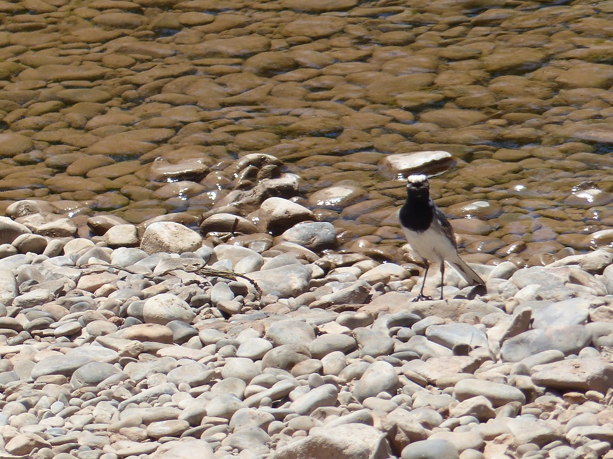 White Wagtail (Moroccan) - ML619434473