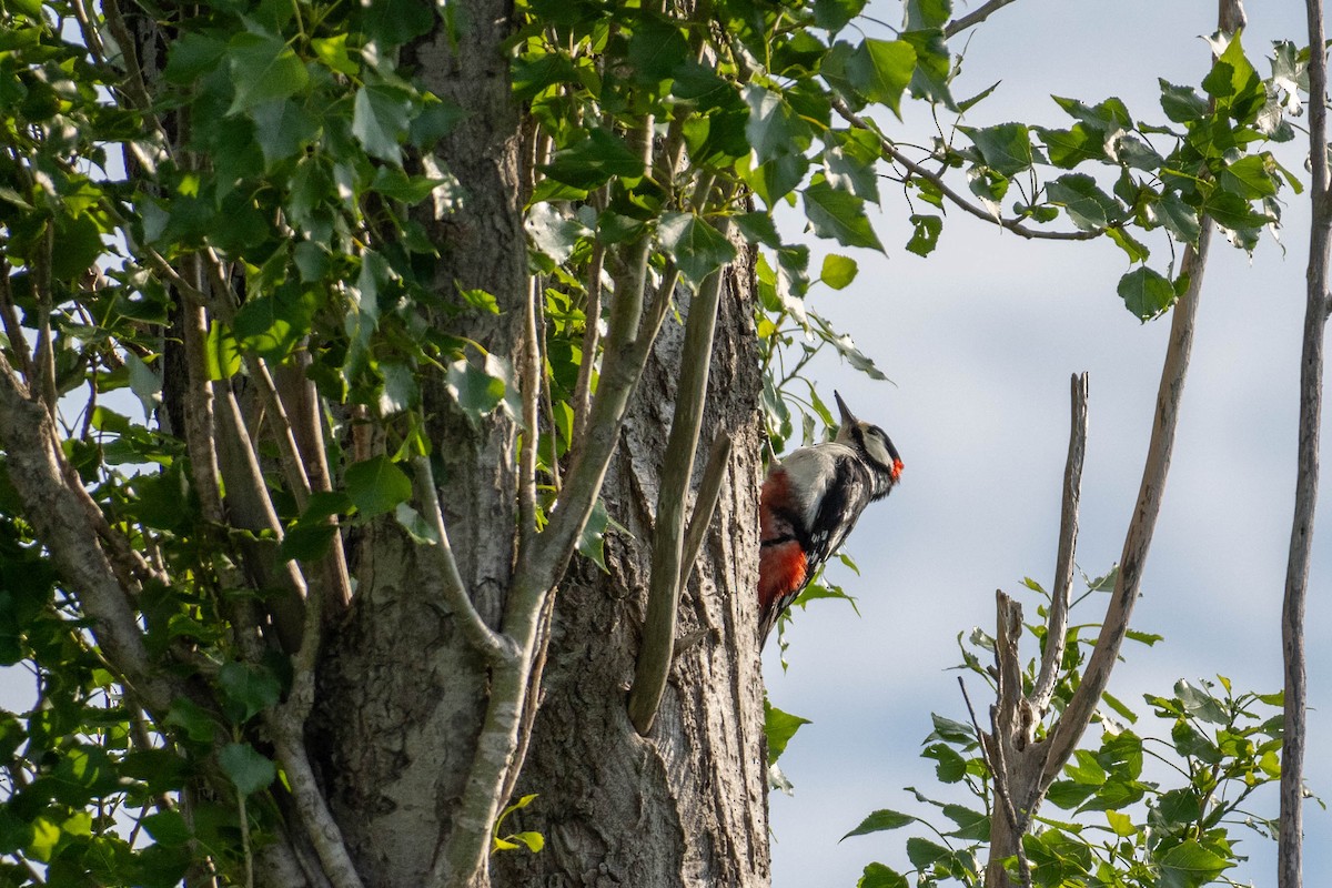 Great Spotted Woodpecker - MASATO TAKAHASHI