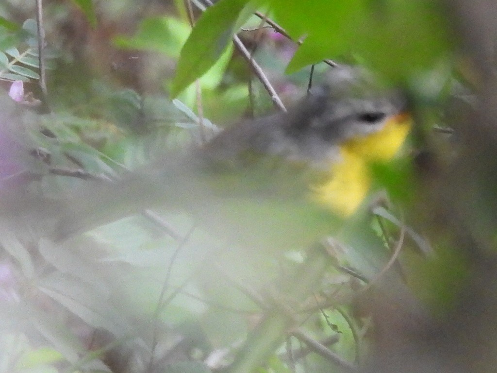 Gray-hooded Warbler - Chethan Krishnan