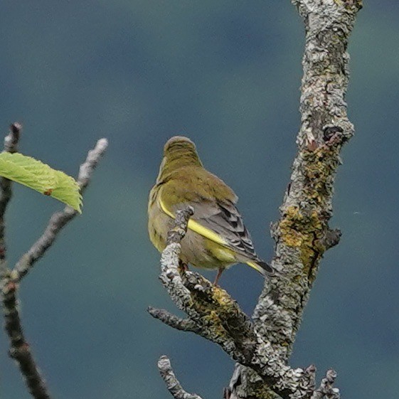 European Greenfinch - John Beckworth