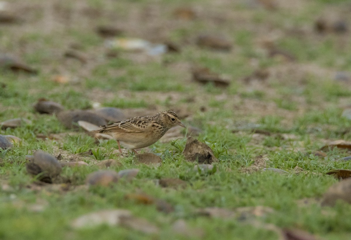 Oriental Skylark - Sathish Ramamoorthy