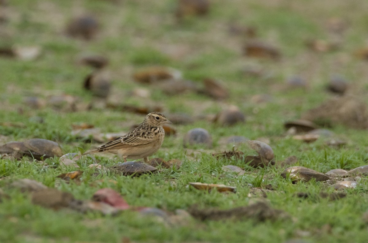 Oriental Skylark - Sathish Ramamoorthy