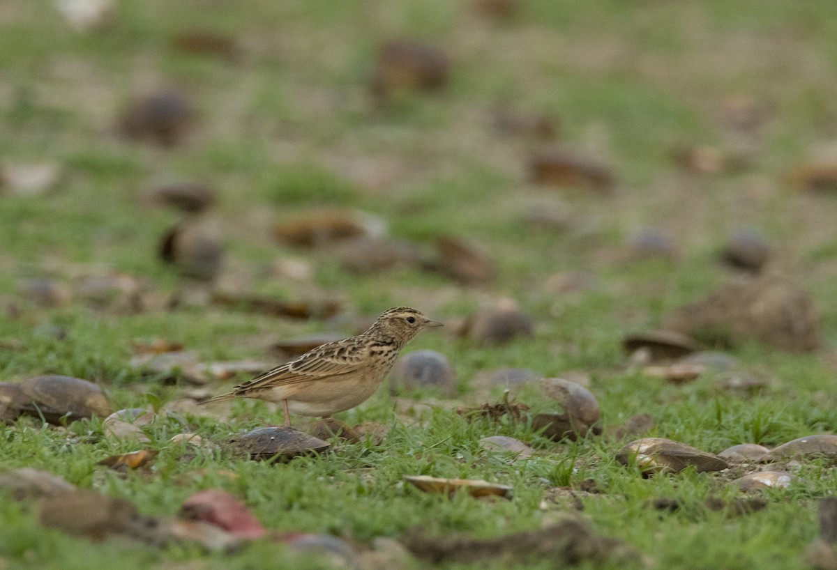 Oriental Skylark - Sathish Ramamoorthy