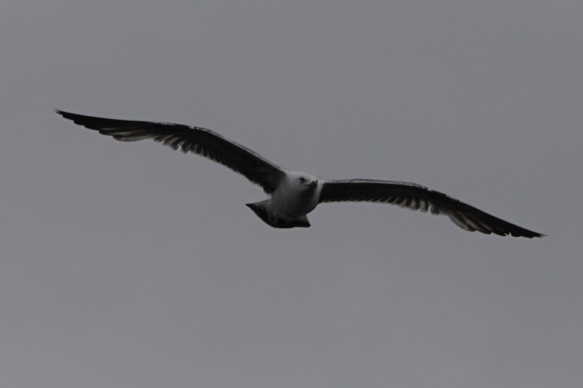 Yellow-legged Gull - John Beckworth