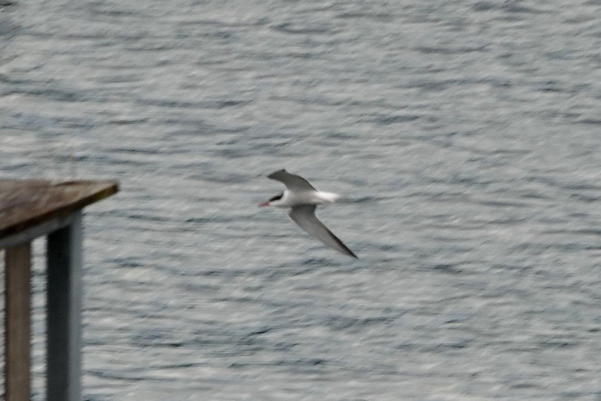 Common Tern - John Beckworth