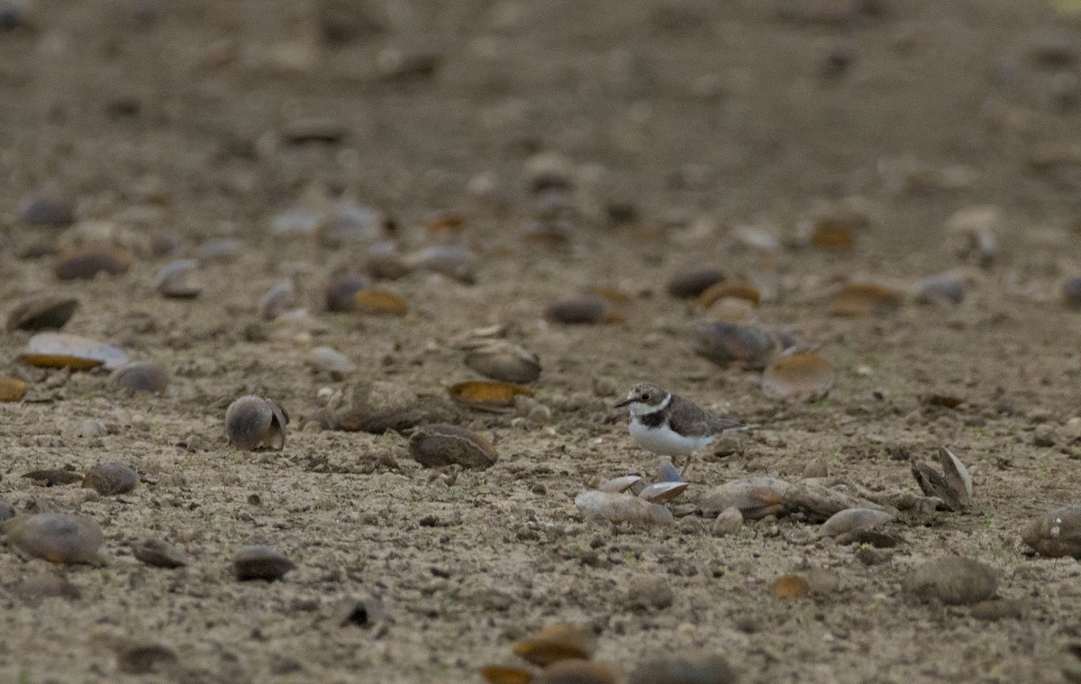 Little Ringed Plover - ML619434491