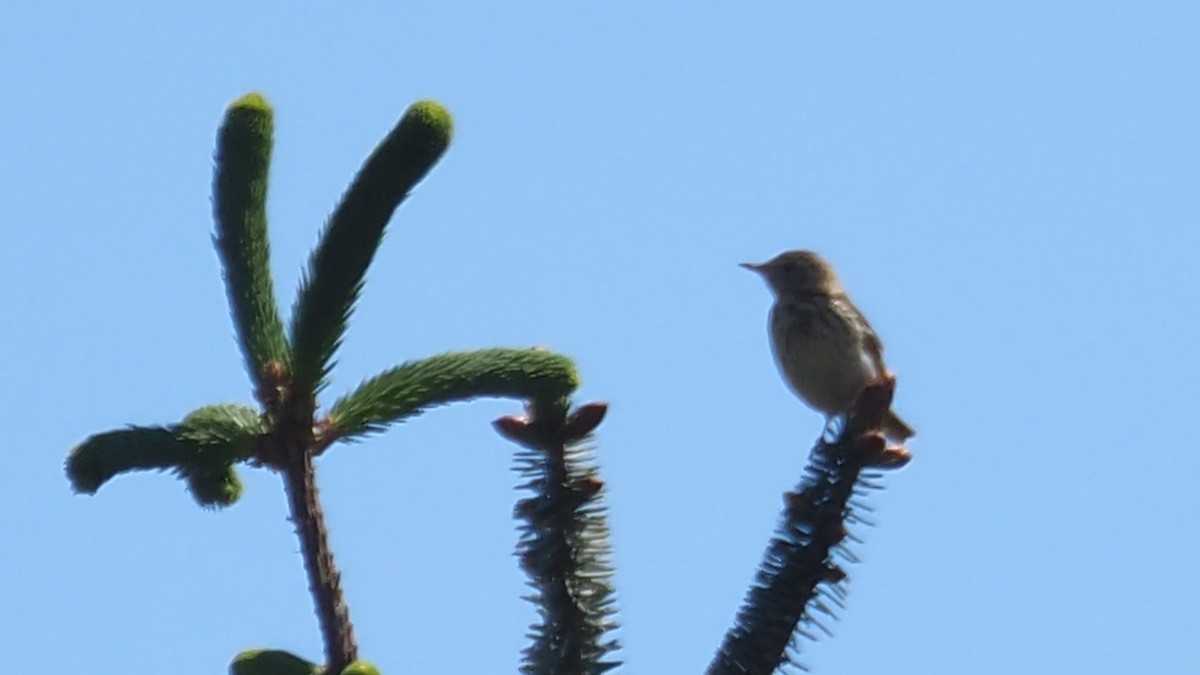 Tree Pipit - ML619434499