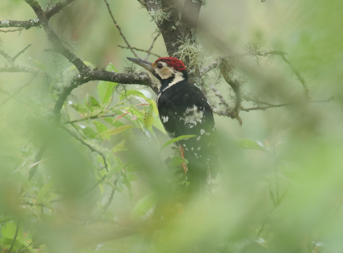 White-backed Woodpecker - Yulin Shen
