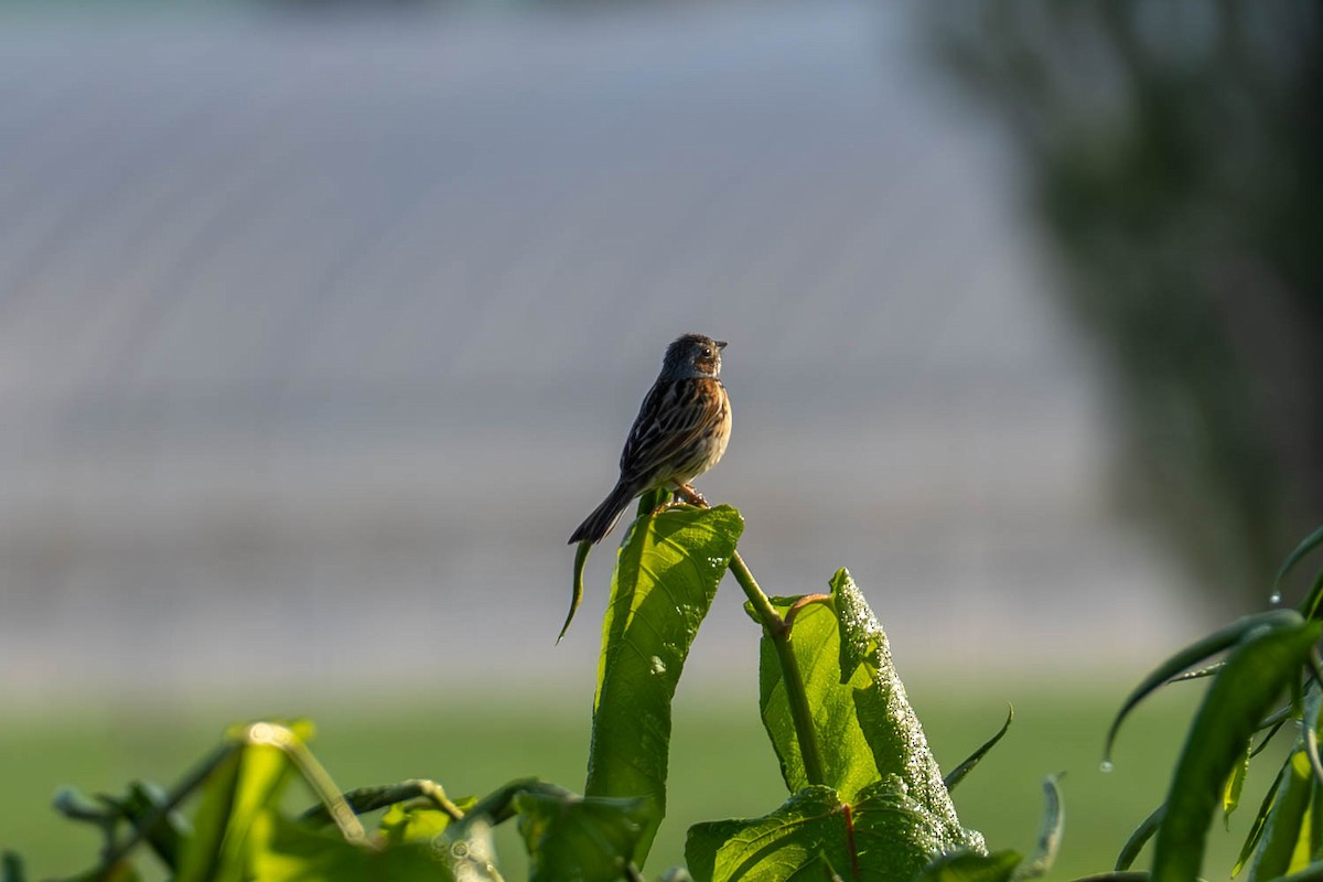 Chestnut-eared Bunting - MASATO TAKAHASHI