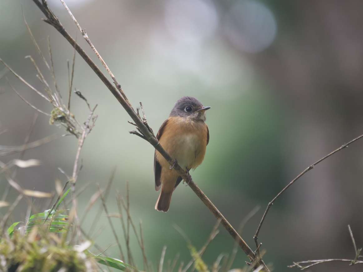 Ferruginous Flycatcher - Yulin Shen