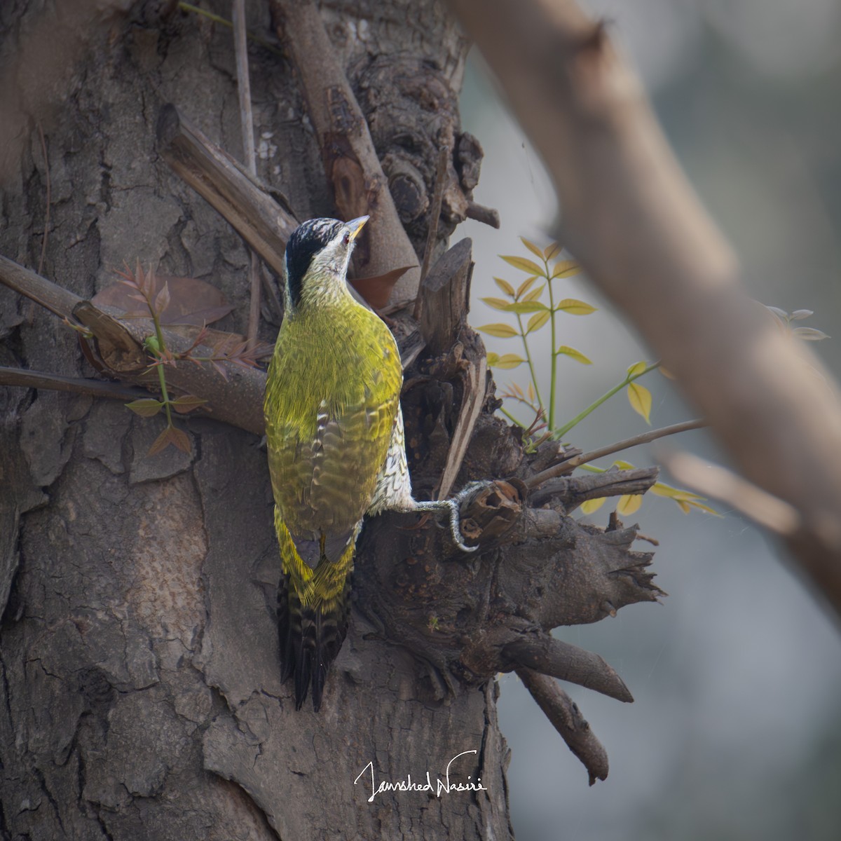 Streak-throated Woodpecker - Jamshed Nasiri