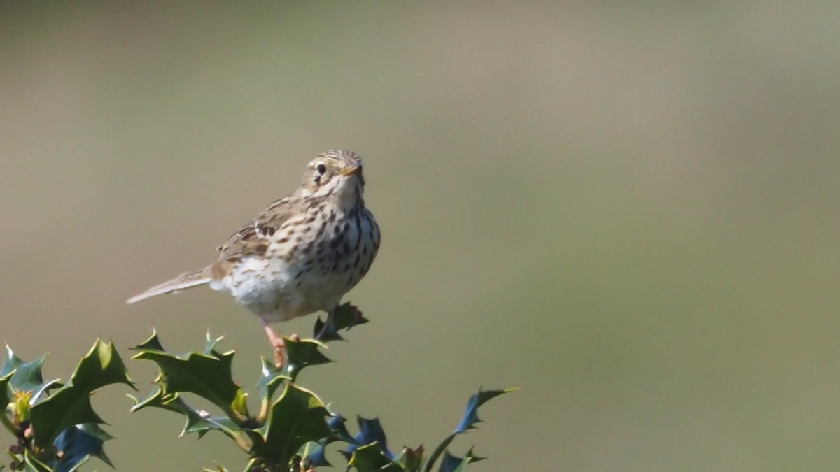 Meadow Pipit - Bez Bezuidenhout