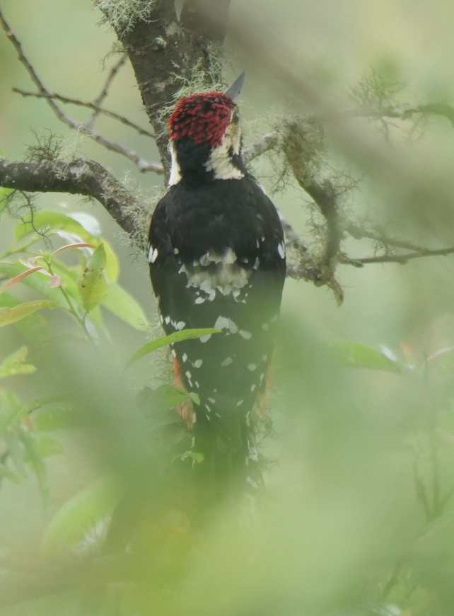 White-backed Woodpecker - Yulin Shen