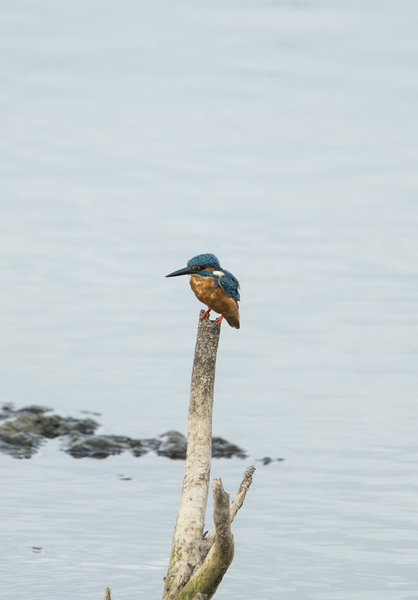 Common Kingfisher - Sathish Ramamoorthy