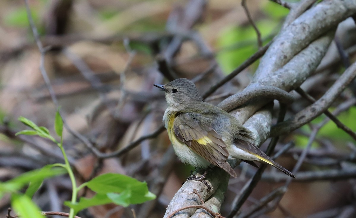 American Redstart - Stefan Mutchnick