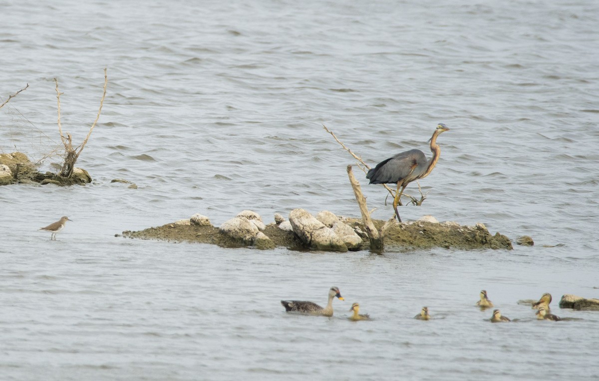 Purple Heron - Sathish Ramamoorthy