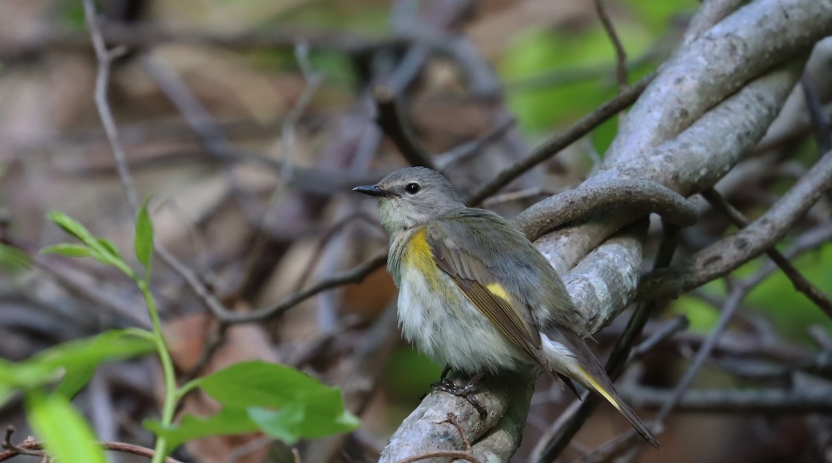 American Redstart - Stefan Mutchnick