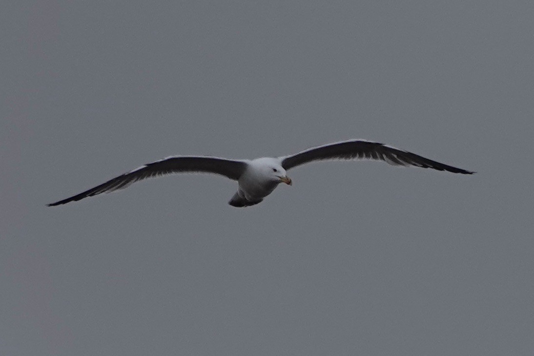 Yellow-legged Gull - John Beckworth