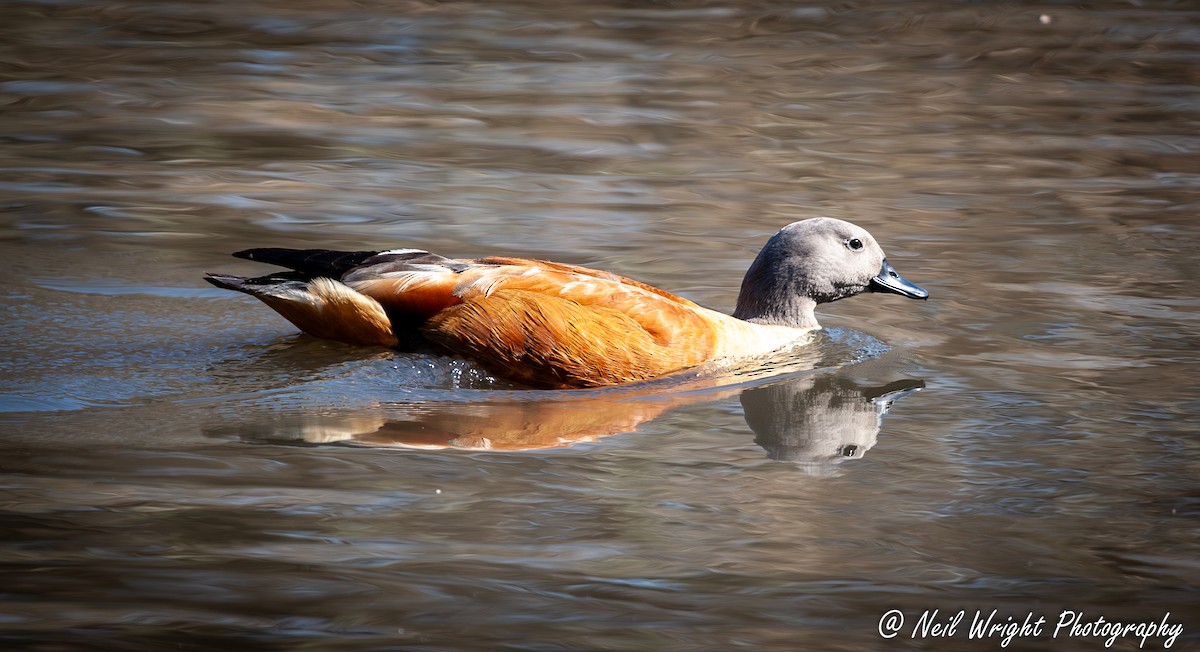 South African Shelduck - ML619434559