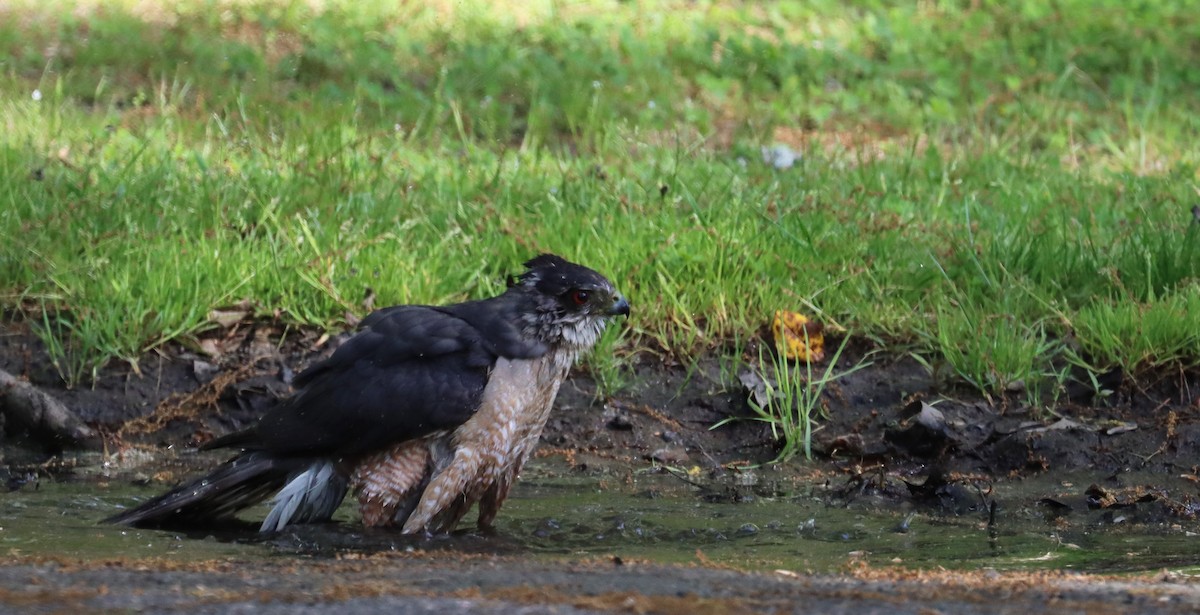 Cooper's Hawk - ML619434563