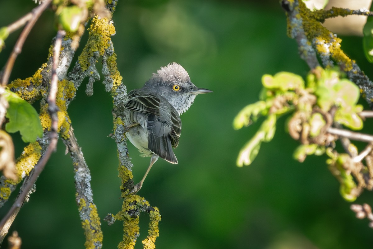 Barred Warbler - Alexey Kurochkin