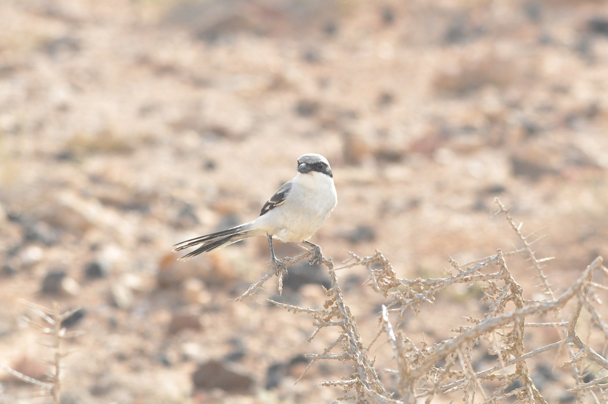 Great Gray Shrike (Sahara) - Samuel Hilaire