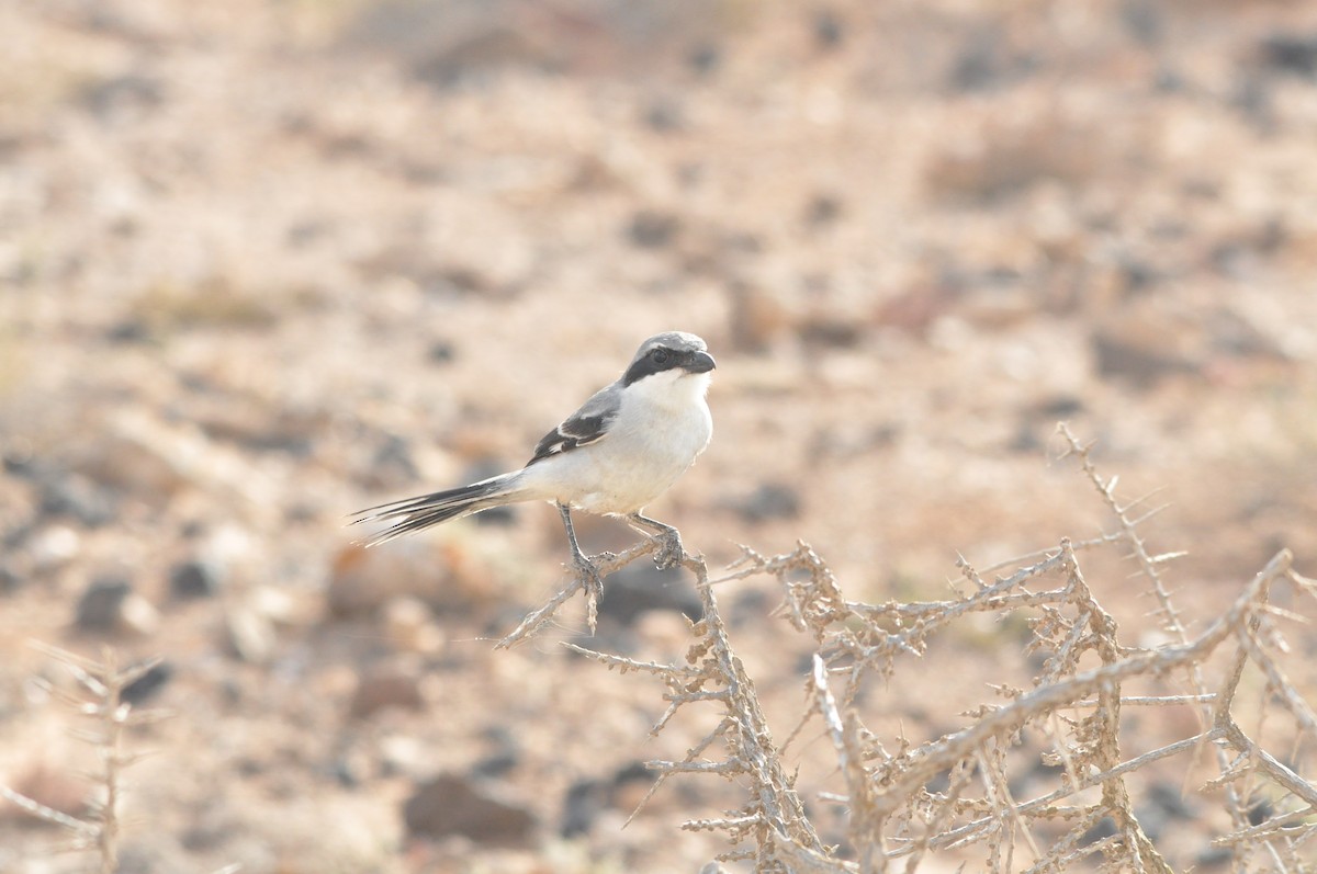 Great Gray Shrike (Sahara) - Samuel Hilaire