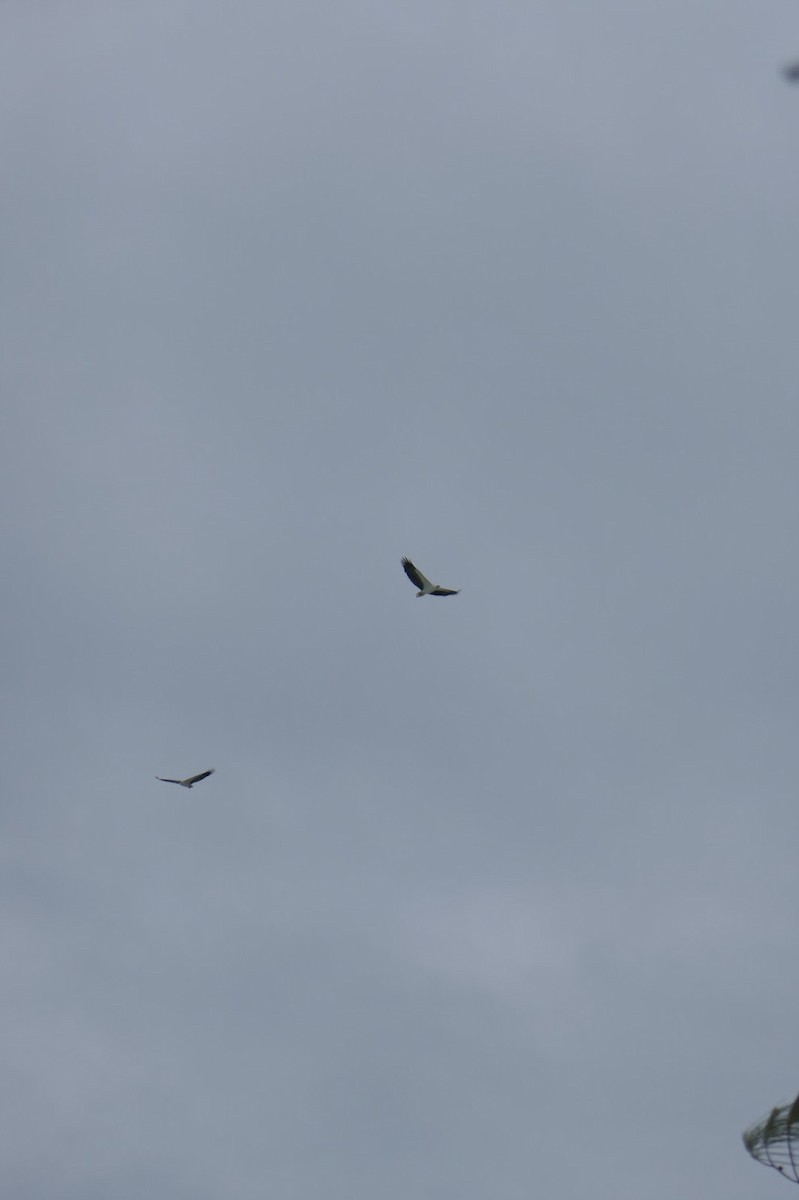 White-bellied Sea-Eagle - ML619434575