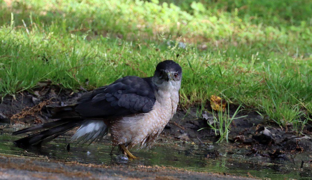 Cooper's Hawk - ML619434584