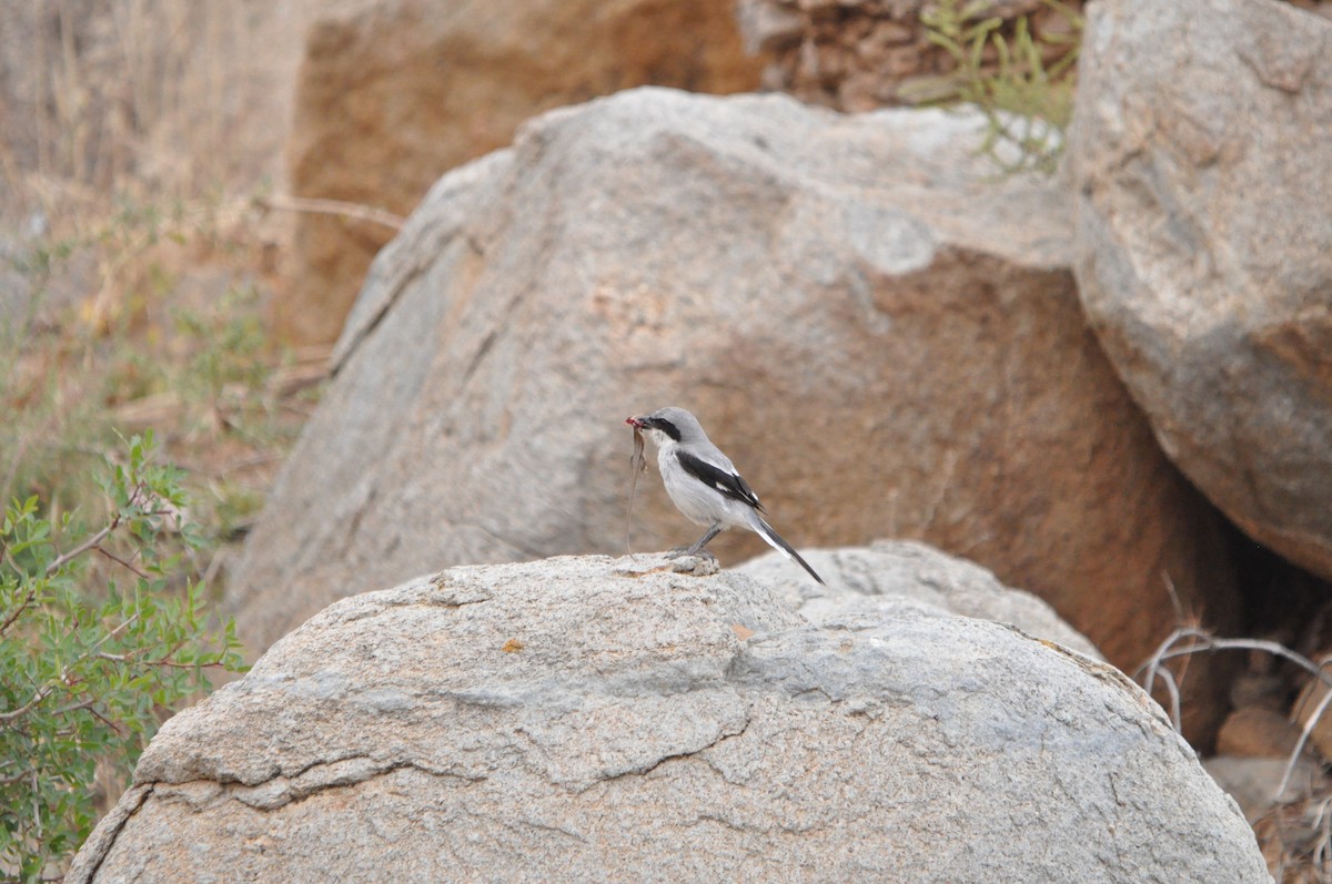 Great Gray Shrike (Sahara) - Samuel Hilaire