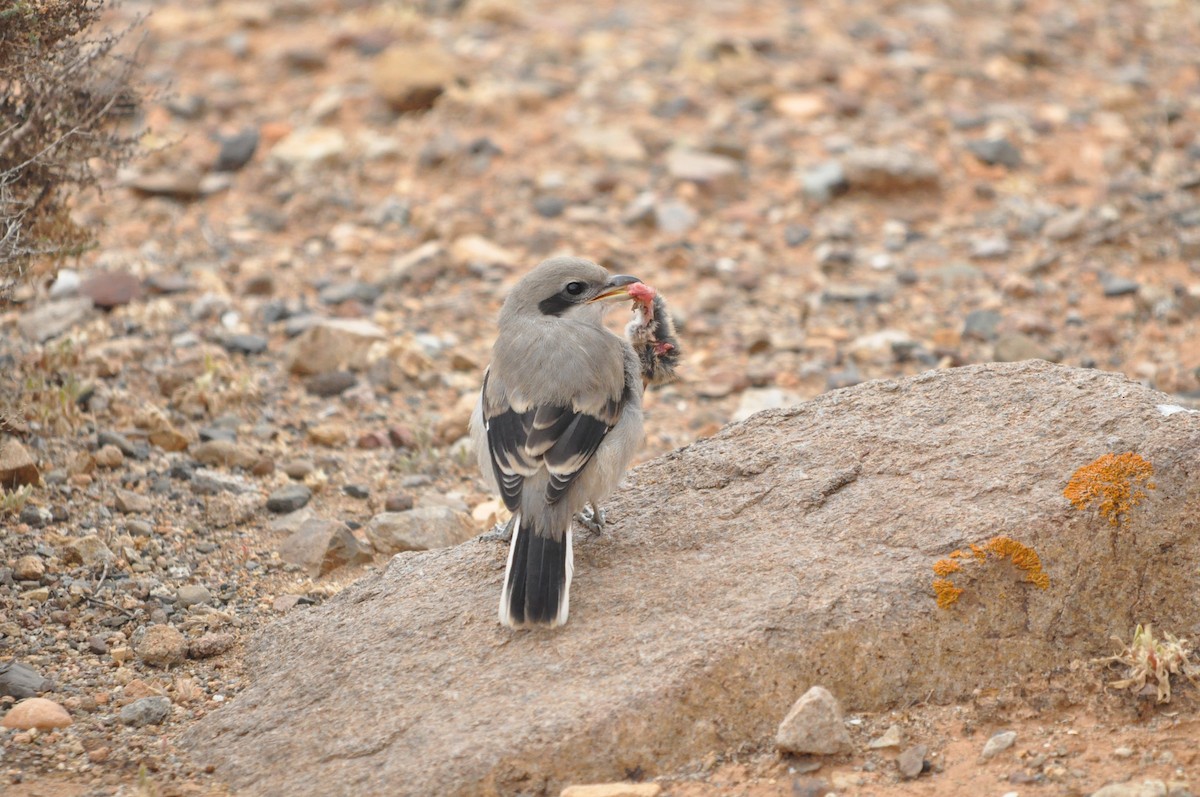 Great Gray Shrike (Sahara) - Samuel Hilaire