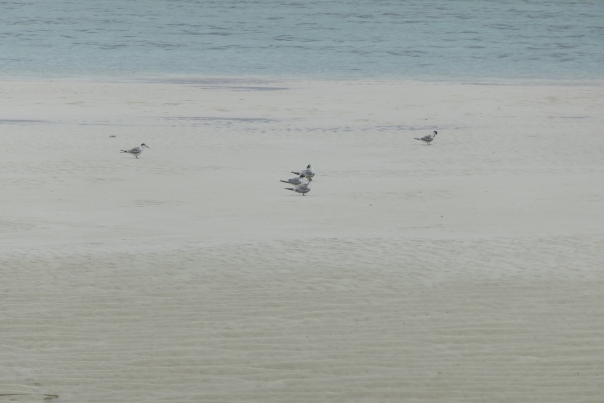 Great Crested Tern - ML619434591