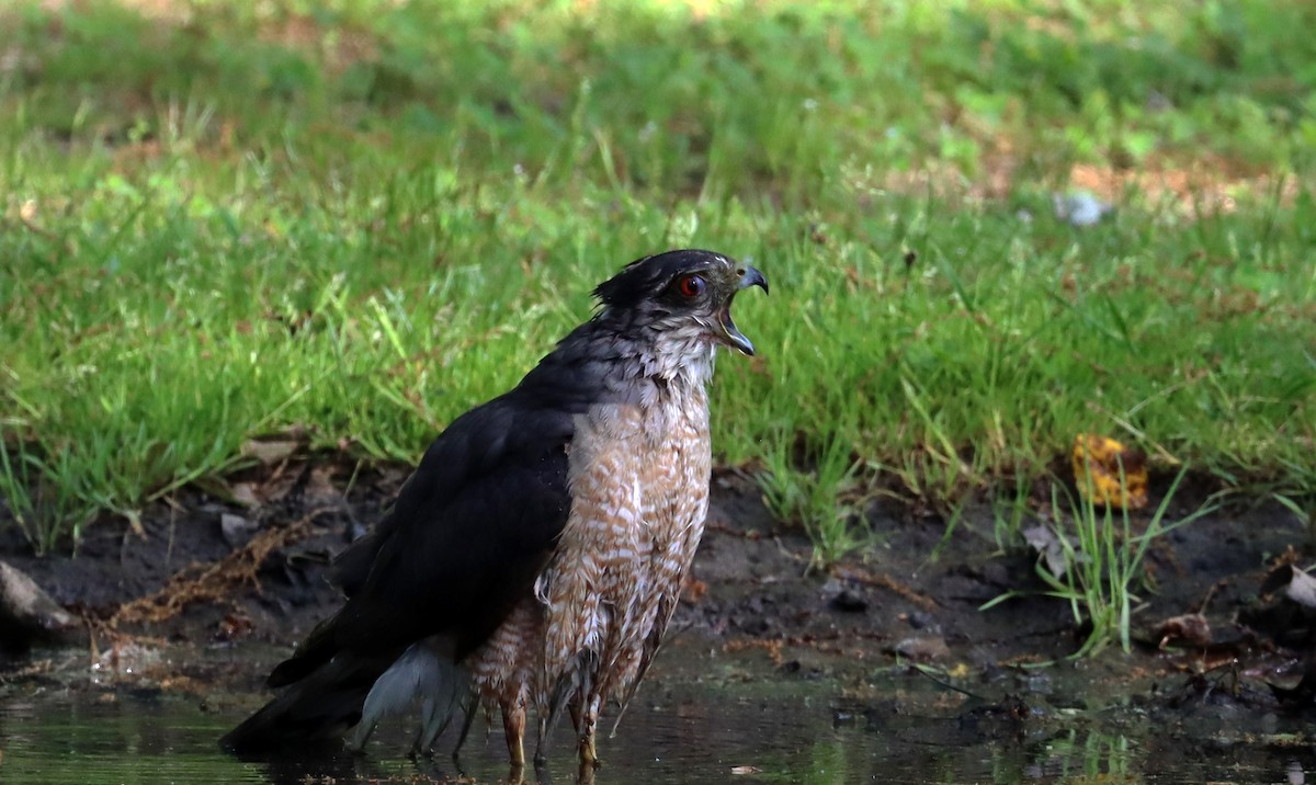 Cooper's Hawk - Stefan Mutchnick