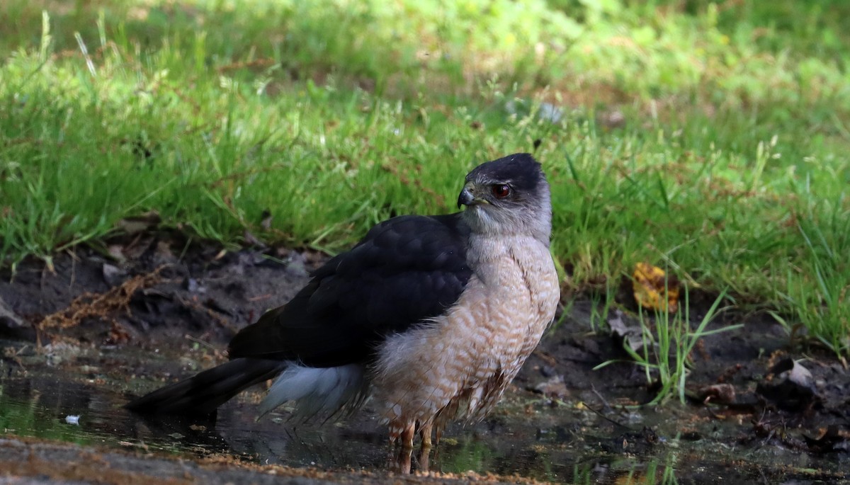 Cooper's Hawk - ML619434601