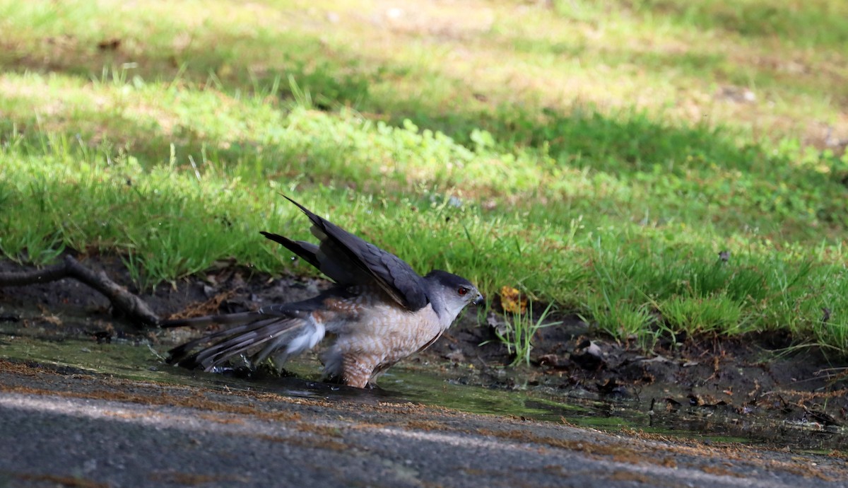 Cooper's Hawk - ML619434603