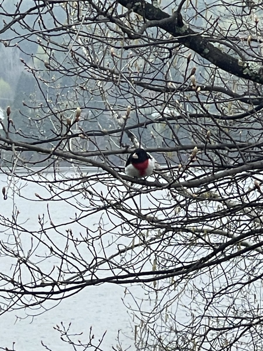 Rose-breasted Grosbeak - veronique levasseur