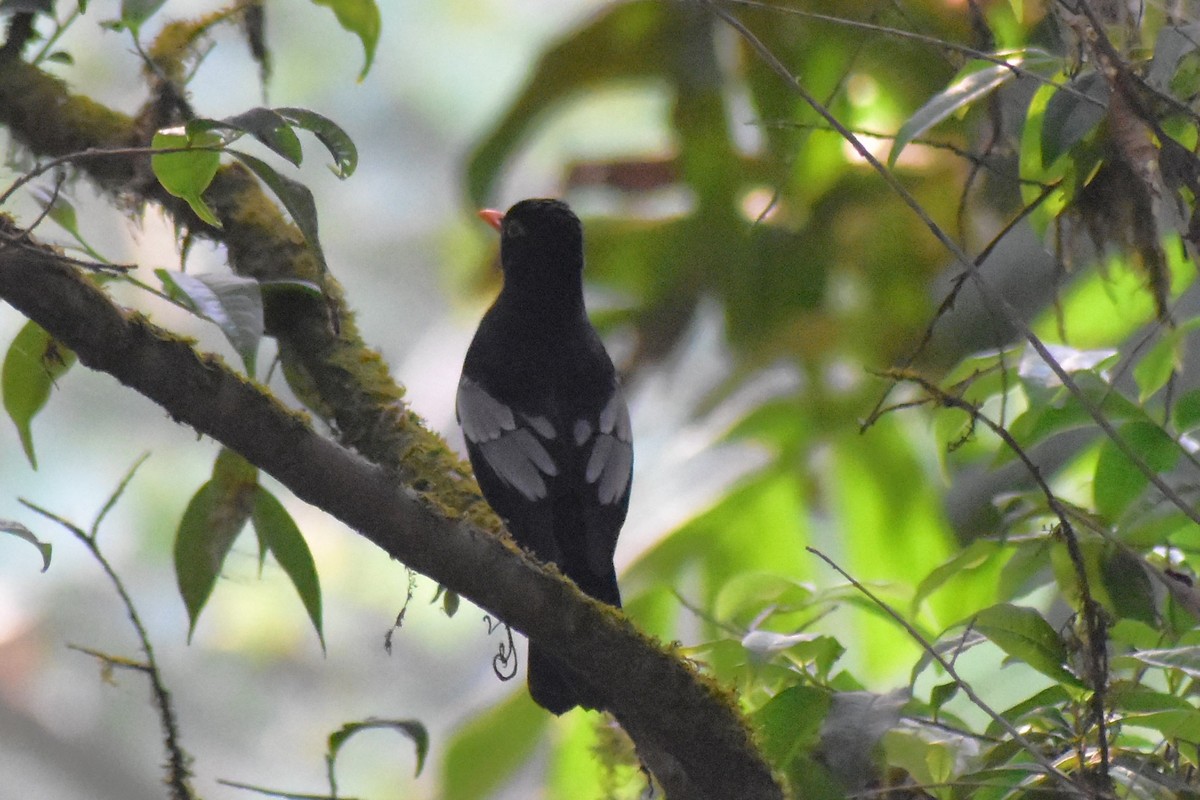 Gray-winged Blackbird - Jageshwer verma