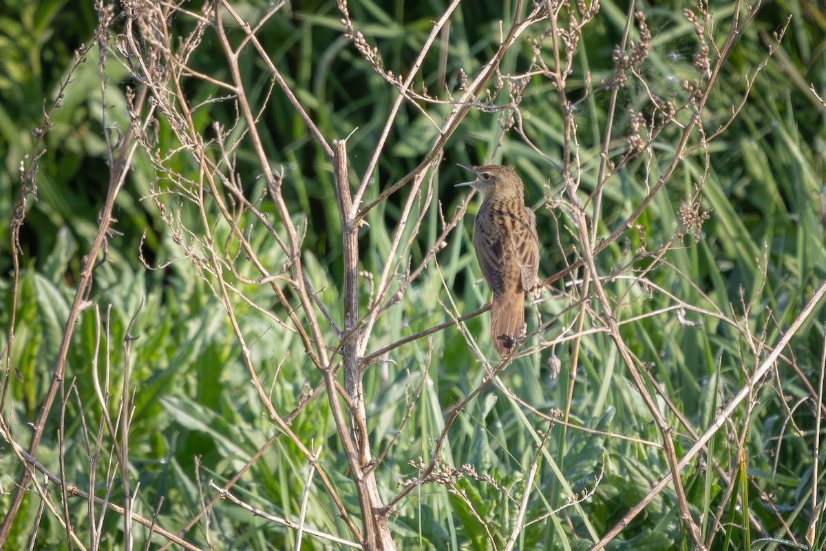 Common Grasshopper Warbler - ML619434610