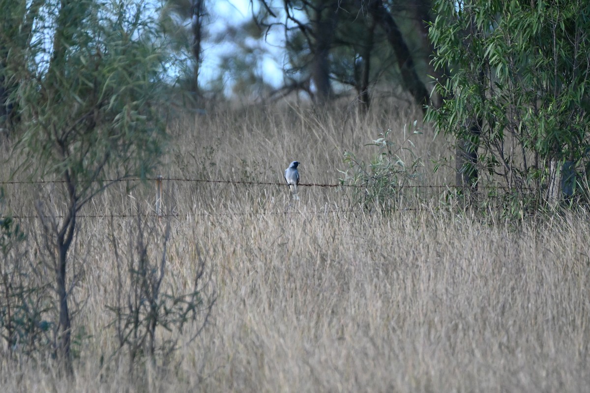 Black-faced Cuckooshrike - Hitomi Ward