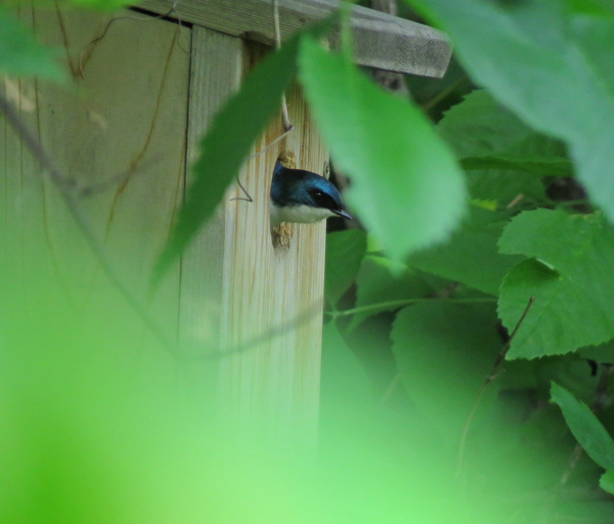 Tree Swallow - Eric D Gyllenhaal