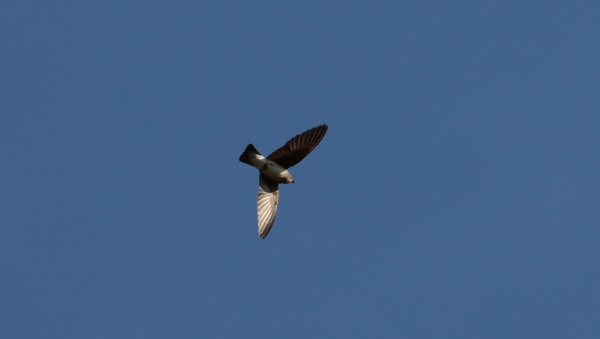 Northern Rough-winged Swallow - Stefan Mutchnick