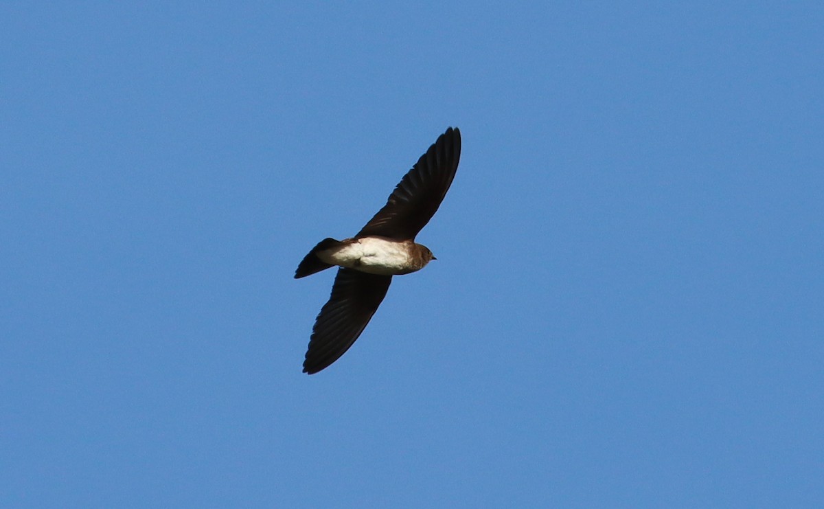 Northern Rough-winged Swallow - Stefan Mutchnick