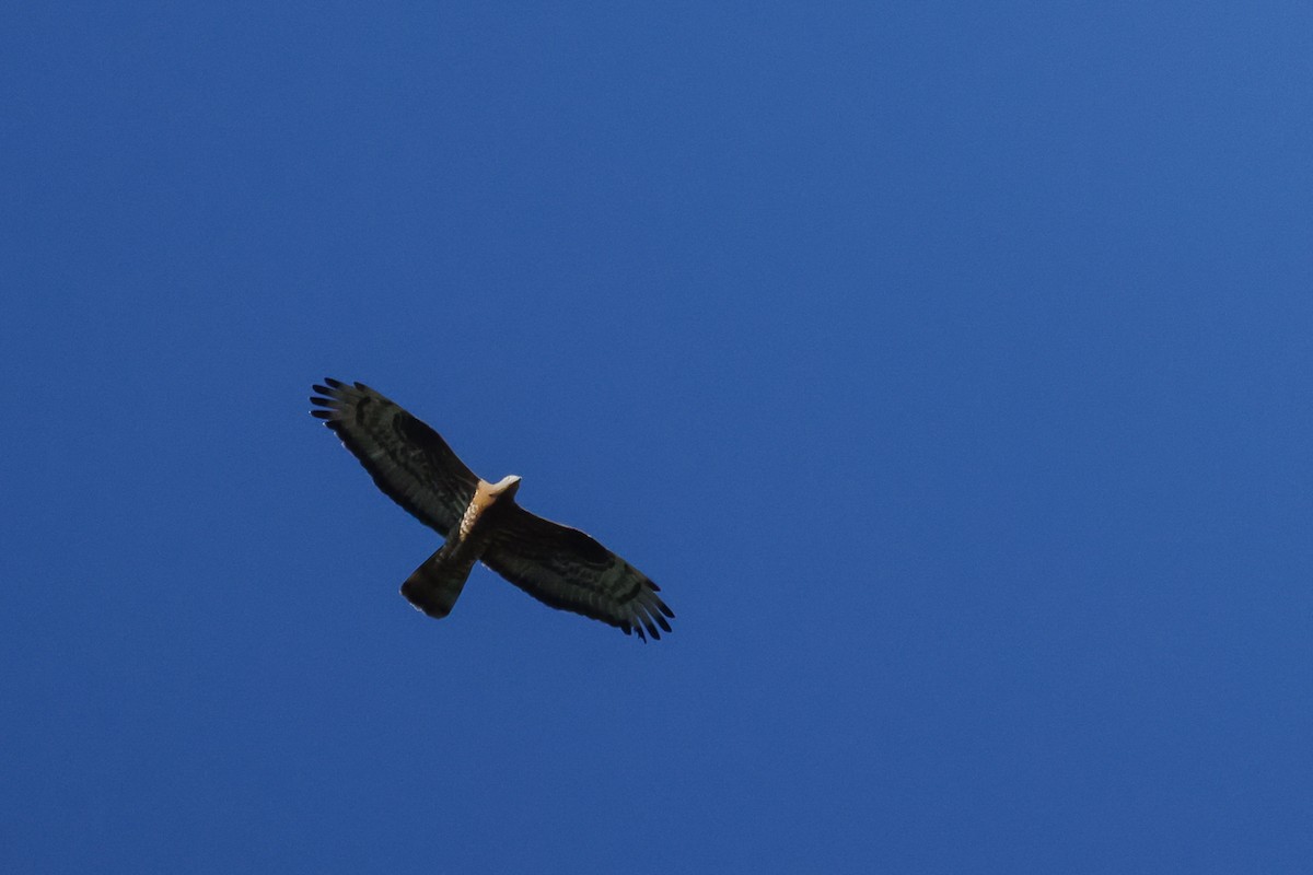 European Honey-buzzard - Yaroslav Nikitin