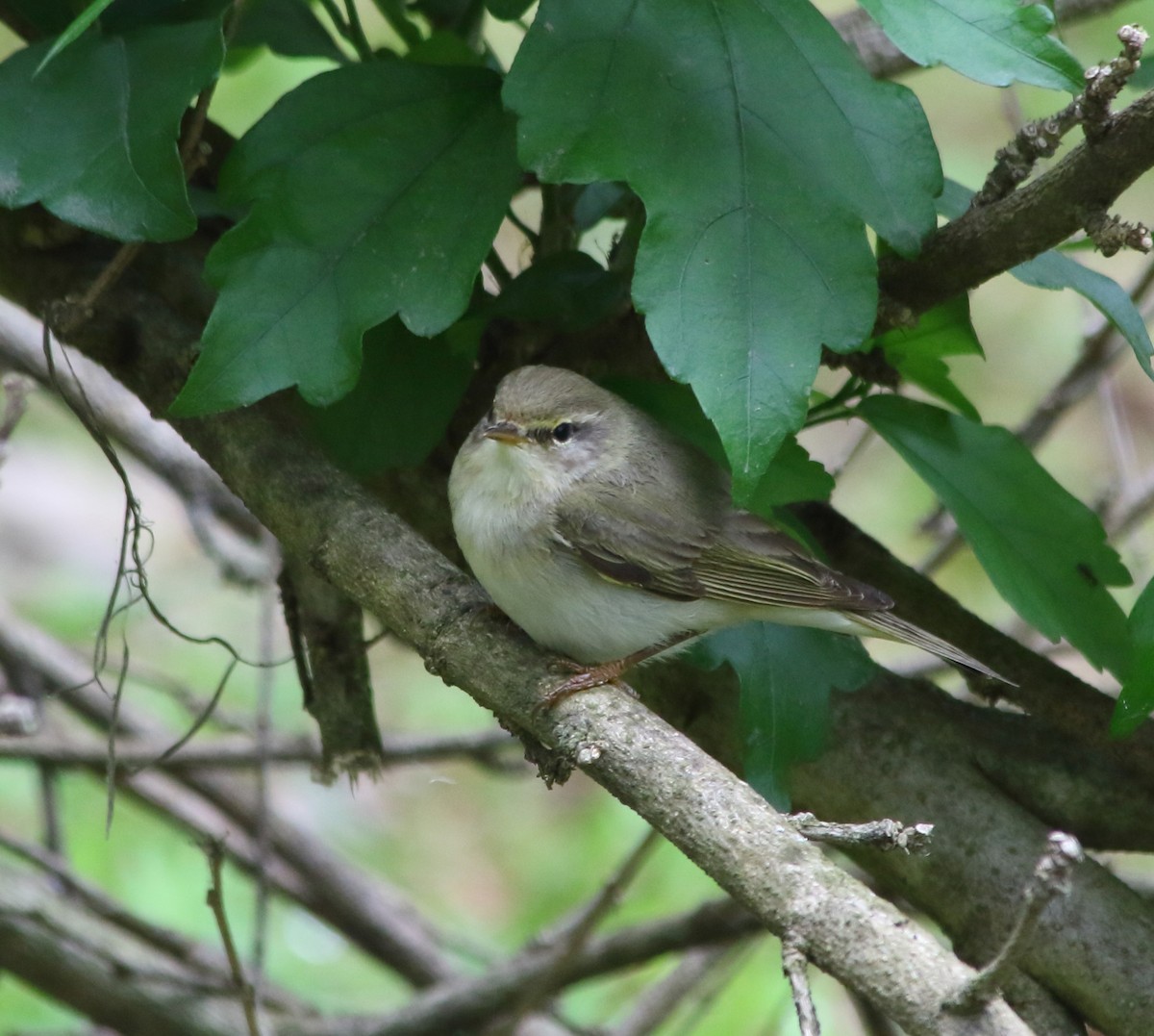 Willow Warbler - Elaheh Afsaneh