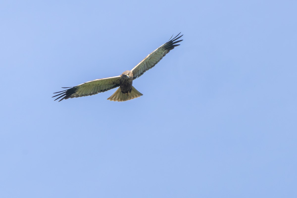 Western Marsh Harrier - ML619434625