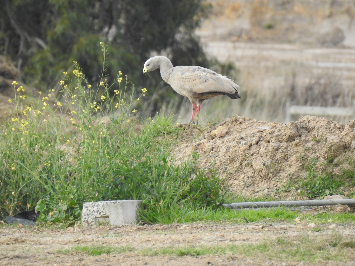 Cape Barren Goose - sharon dodd