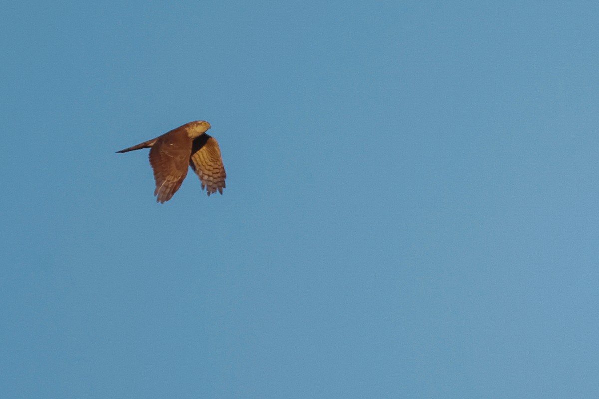 Eurasian Sparrowhawk - Yaroslav Nikitin